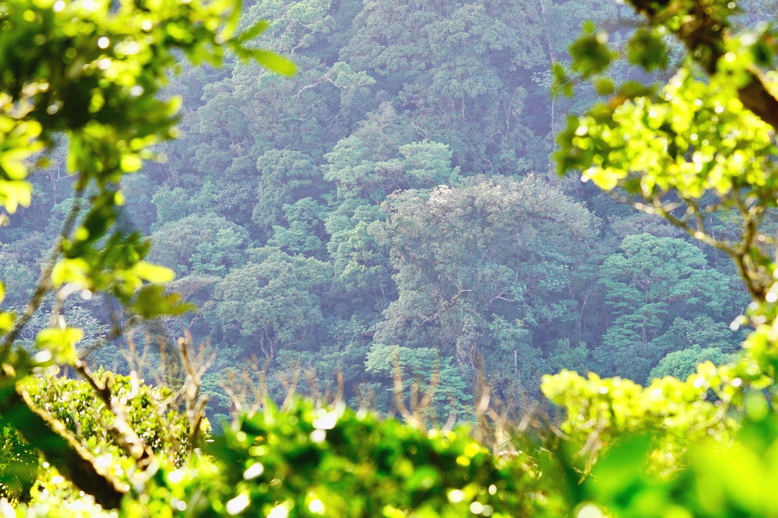 Let's Botanize | Explore Plants Today — Join Us
